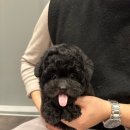 퍼피베이비 이미지