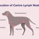 24시알파동물메디컬센터 이미지