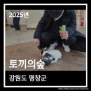 작은 동물원 | 강원도 평창 작은 동물원 토끼의숲 먹이주기 체험 후기