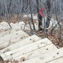 윗대티 등산로 이미지