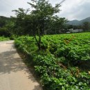 안성시노곡보건진료소 네이버블로그
