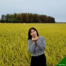 우리들종금점 | 군산 옥녀교차로 가을여행 군산데이트코스 포토존