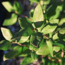 나무네농장 이미지