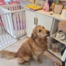 몽실 애견미용 이미지