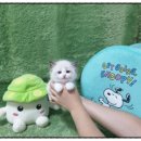 광주강아지분양 고양이분양 펫왕국 이미지