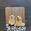 나인페츠 이미지