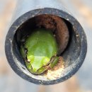 청개구리 이미지