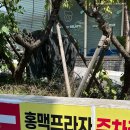 긴자료코 김포풍무점 | 긴자료코 김포풍무점 명란우동 오차즈케 점심