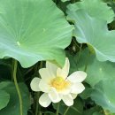 GARDEN_수(秀)_2026년 7월 8월 여름 이미지
