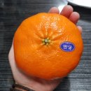 대왕청과 - 진도군 남문길 54-13 | 대왕청과