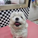 댕댕이미용실 | [청주 용정동 애견미용] 댕댕이미용실에서 우리 아이 털 정리, 만족스러운 후기