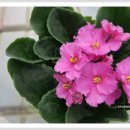 바이올렛 이미지