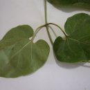 백하수오 이엽우피소 적하수오 잎으로 구분하기 이미지