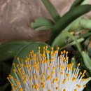 흰털군자란 이미지