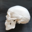 아람과학사 | [구매후기] 그림 공부용 두개골 모형