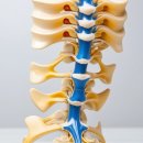 구로삼성정형외과의원 | 척추 디스크 질환의 이해와 관리 방법