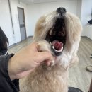 가위소리 남성컷 | 커브숱가위로 가위 자국 없애는 법