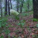 곰배령 팜스테이 이미지