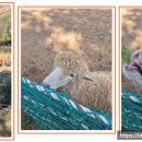 삼삼오오목장 이미지