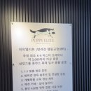 퍼피톡 | 용인 친절하고 전문적인 애견유치원 [퍼피엘리트] 후기🐕🐩