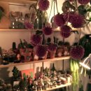 신우꽃집 이미지