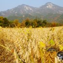 장익는 마을 이미지