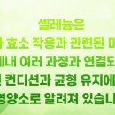 고려식물약국