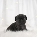 부산 강아지분양 도로시펫 이미지