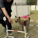 세이브독 이미지