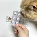 강아지 고양이 구충제 <파라캅> 에스정 라지정 차이, 가격, 급여주기, 후기