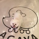 제주 애견 아가야 이미지