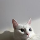 냥카페,루브 이미지