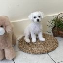 아미고펫 이미지