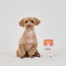 닥터펫푸드 이미지