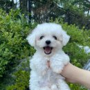 에르펫츠 강아지분양 고양이분양 다산점 이미지