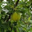 말래펜션 이미지