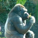 고릴라 이미지