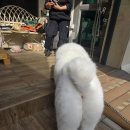 사랑할개 이미지