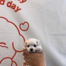 펫 중개소 이미지