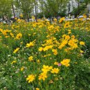 보라빛엽서ㅡ설운도 노래ㅡ 아름다운 꽃과 나비 ㅡ우리 아름다운 영상글 입니다ㅡ 희망대공원 ㅡ 황금물결 노오란 아름다운 꽃ㅡ 이미지