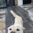 선거마을 | 이장 선거 낙선 후기