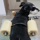 신탄진 동물병원 이미지