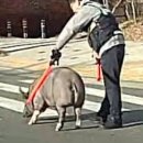 돼지궁디
