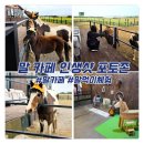 신창농장 | 돌아기 제주도 숙소 추천 24개월 미만 무료에 조랑말 동물 체험과 무료 온수 풀빌라