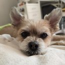 도담도담동물병원 | 덴동물메디컬센터 : 24시 동물병원 | 강아지 심장초음파 | 고양이 병원 | 첨단 동물병원 | 월계동 동물병원