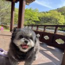 깨솜이 오랜만에 인사드립니다🌸 이미지