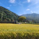 남해 금빛 이미지