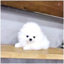 강아지분양 애견입양 아이러브독 인천점 네이버블로그