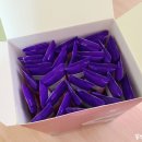 펄스온 생명공학 이미지