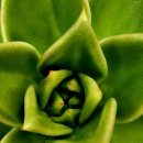 쿤타킨테 이미지